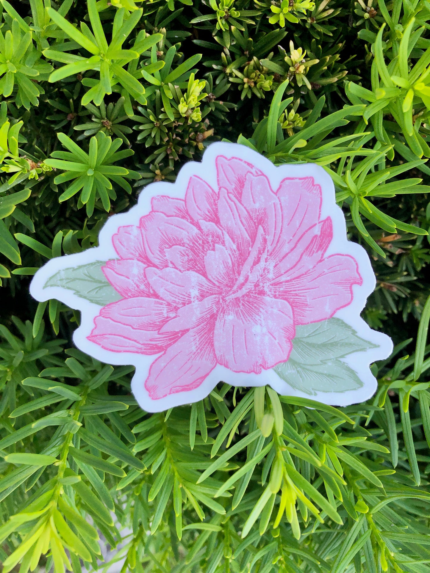 Peony - Sticker